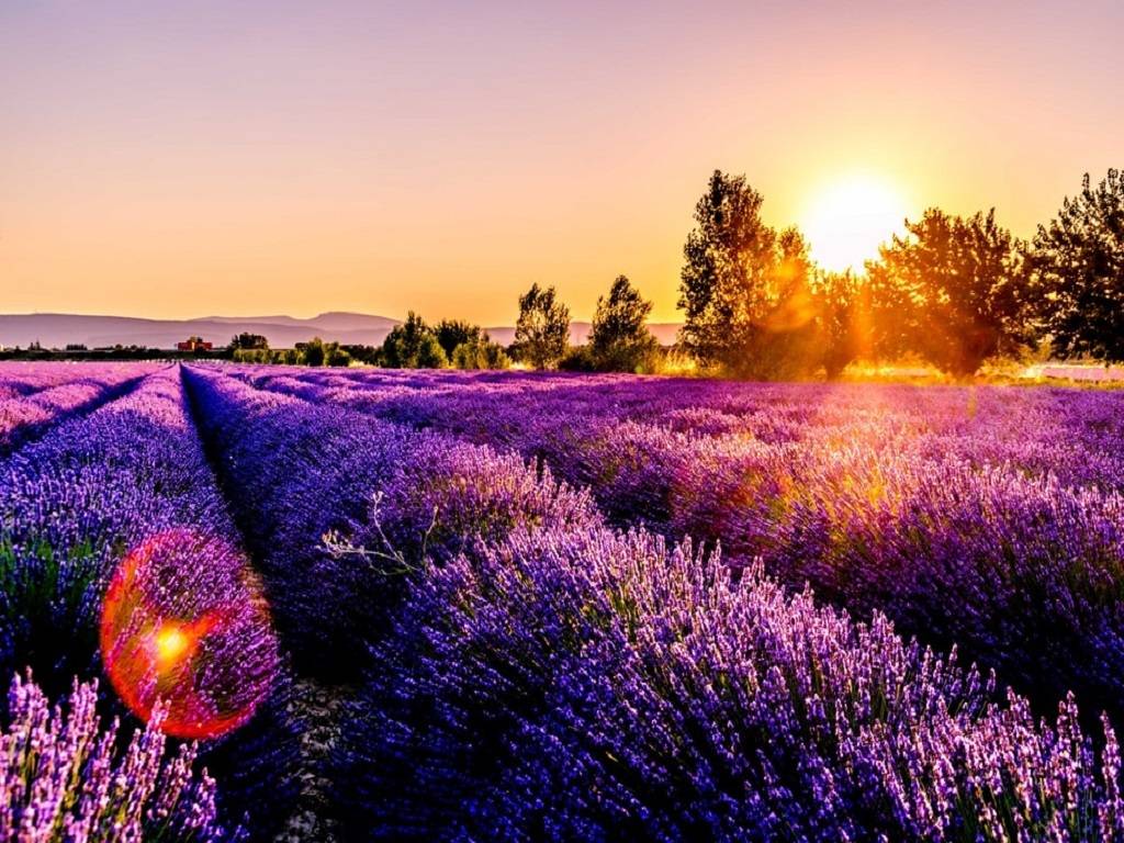 Lavender has been designated as a 'Doda brand product' by the central government to promote the exotic aromatic plant