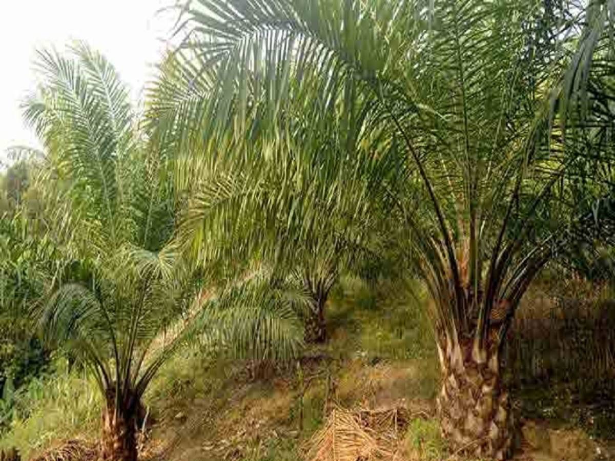 Oil Palm Trees