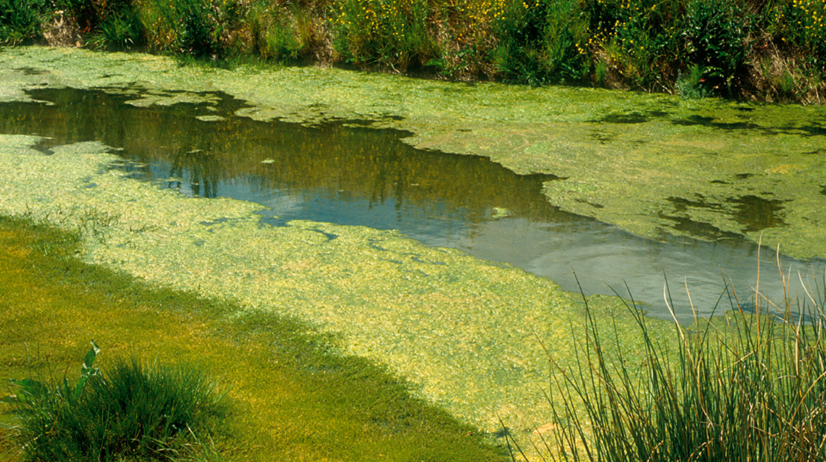 Algae in Pond