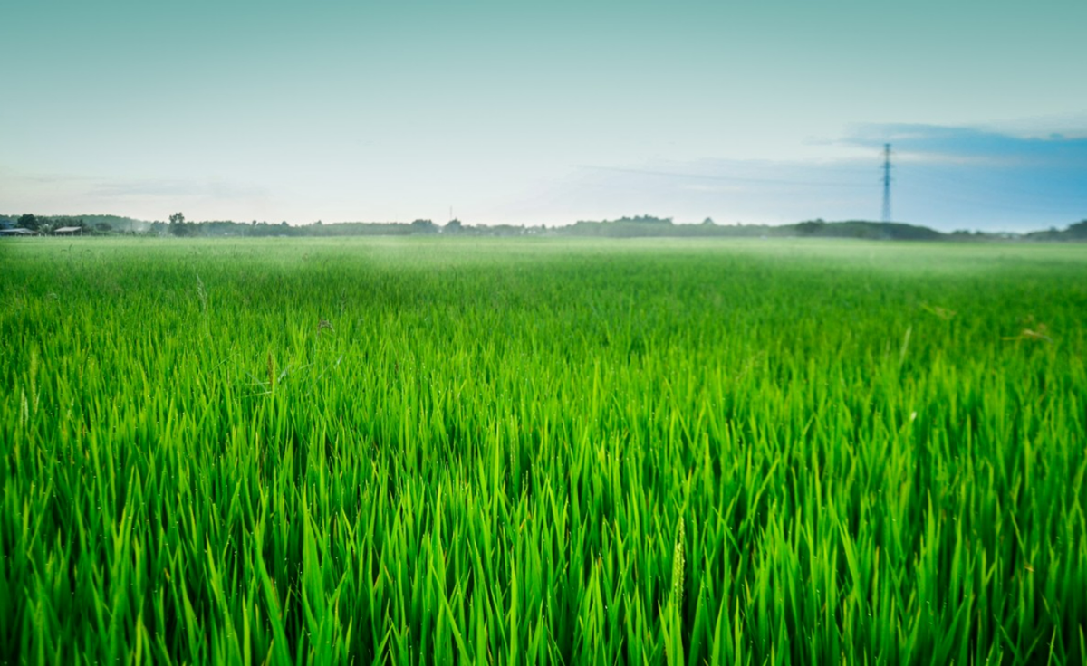 Picture of a Paddy Field