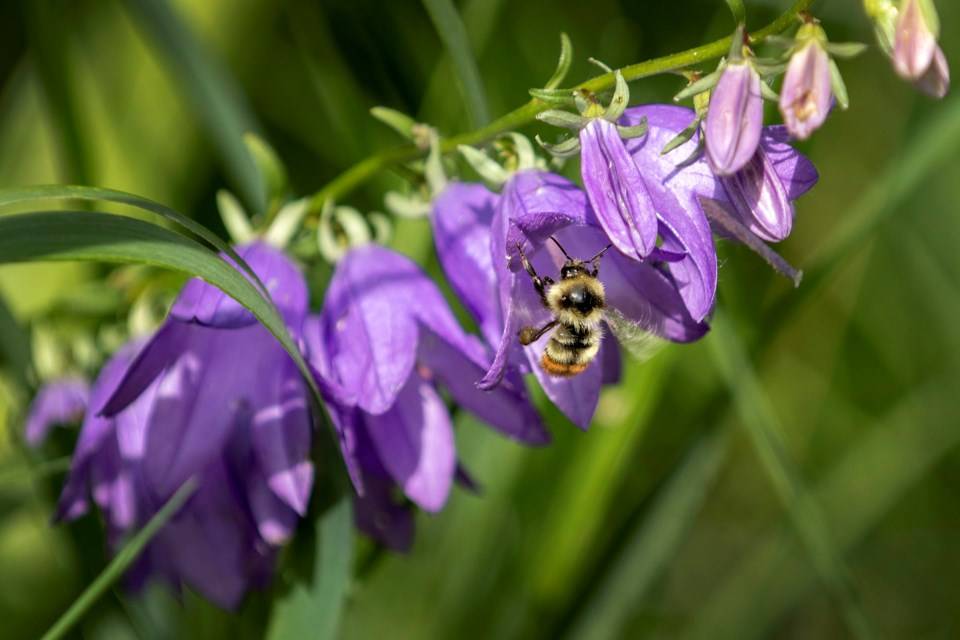 Honeybee sitting on flower