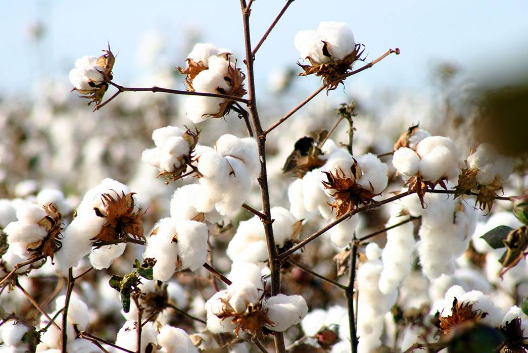 Picture of cotton bales