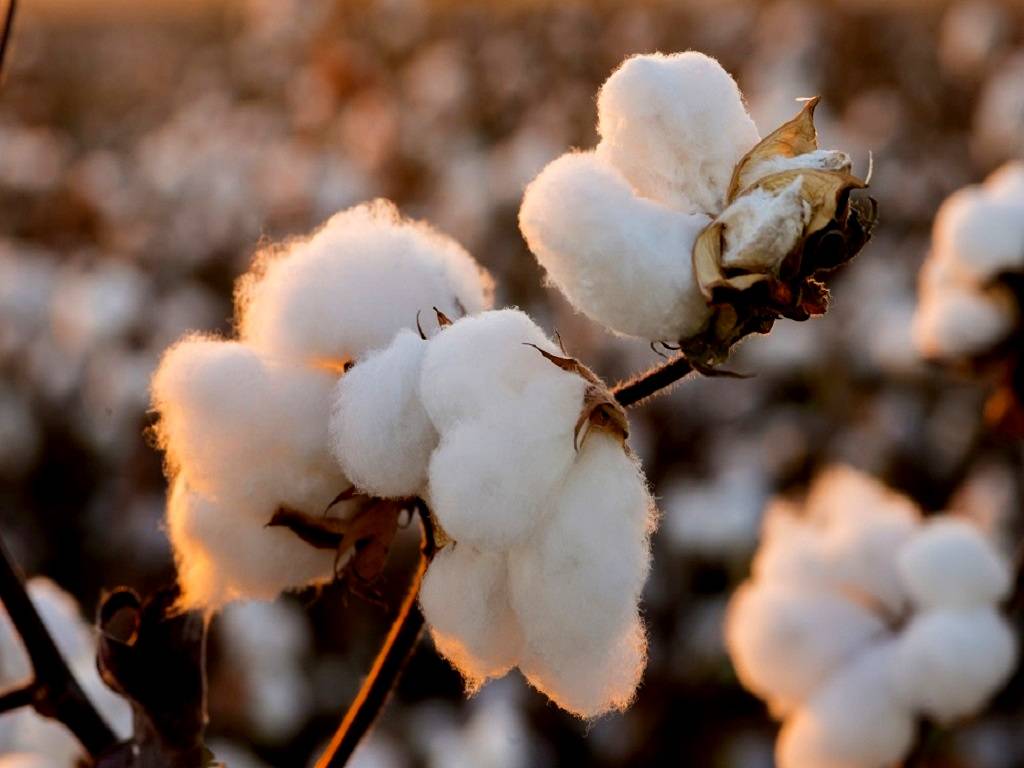 India produces 1.23 million tonnes (mt) of organic cotton, accounting for 51% of the worldwide organic cotton production of 2.40 mt.