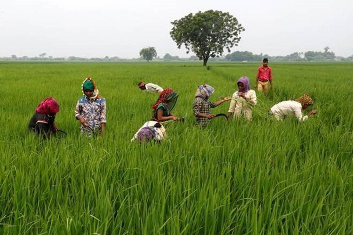 Women farmers working in field