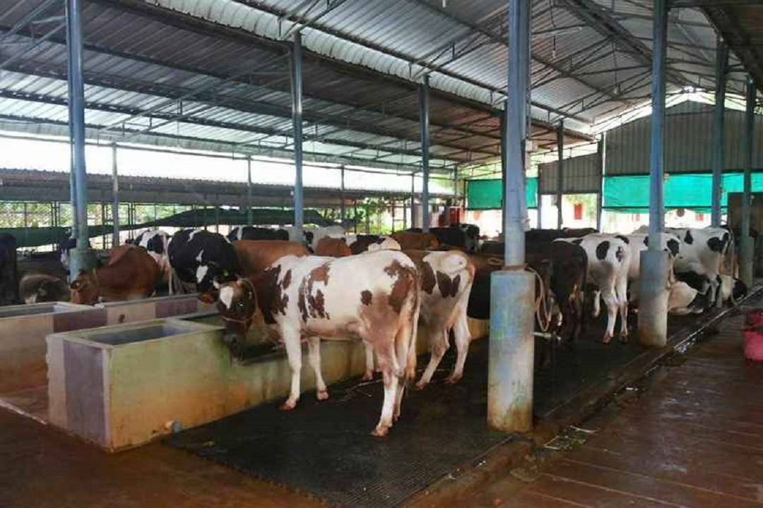 Dairy Farm