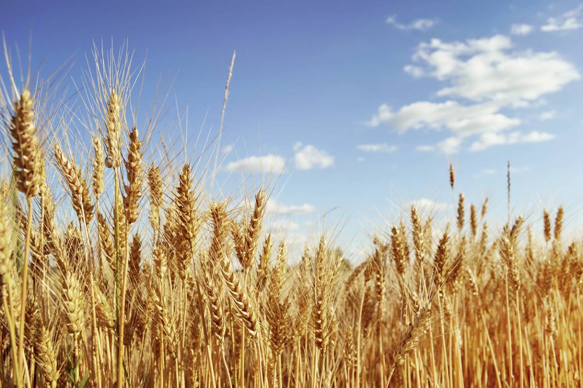 Пшеничное поле и тегирмон
