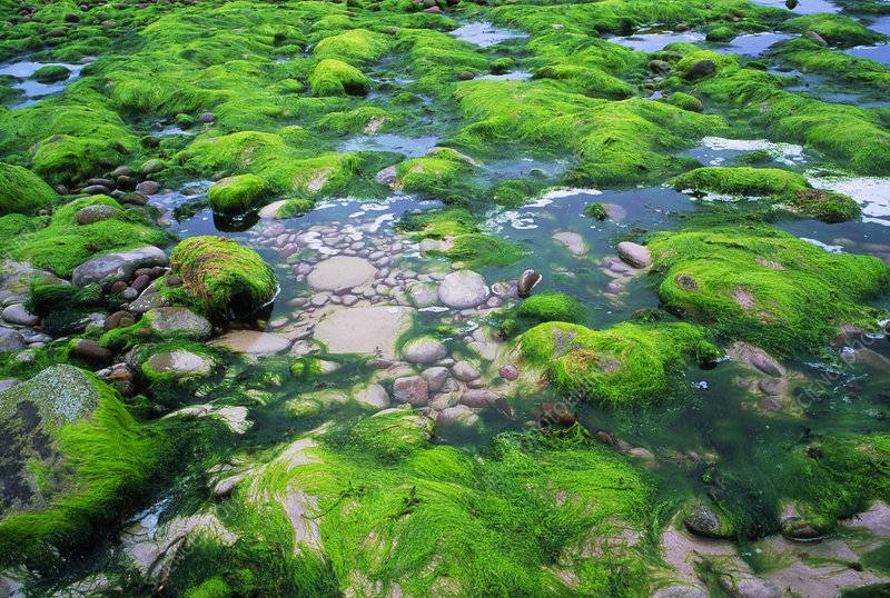 Picture of Green Algae