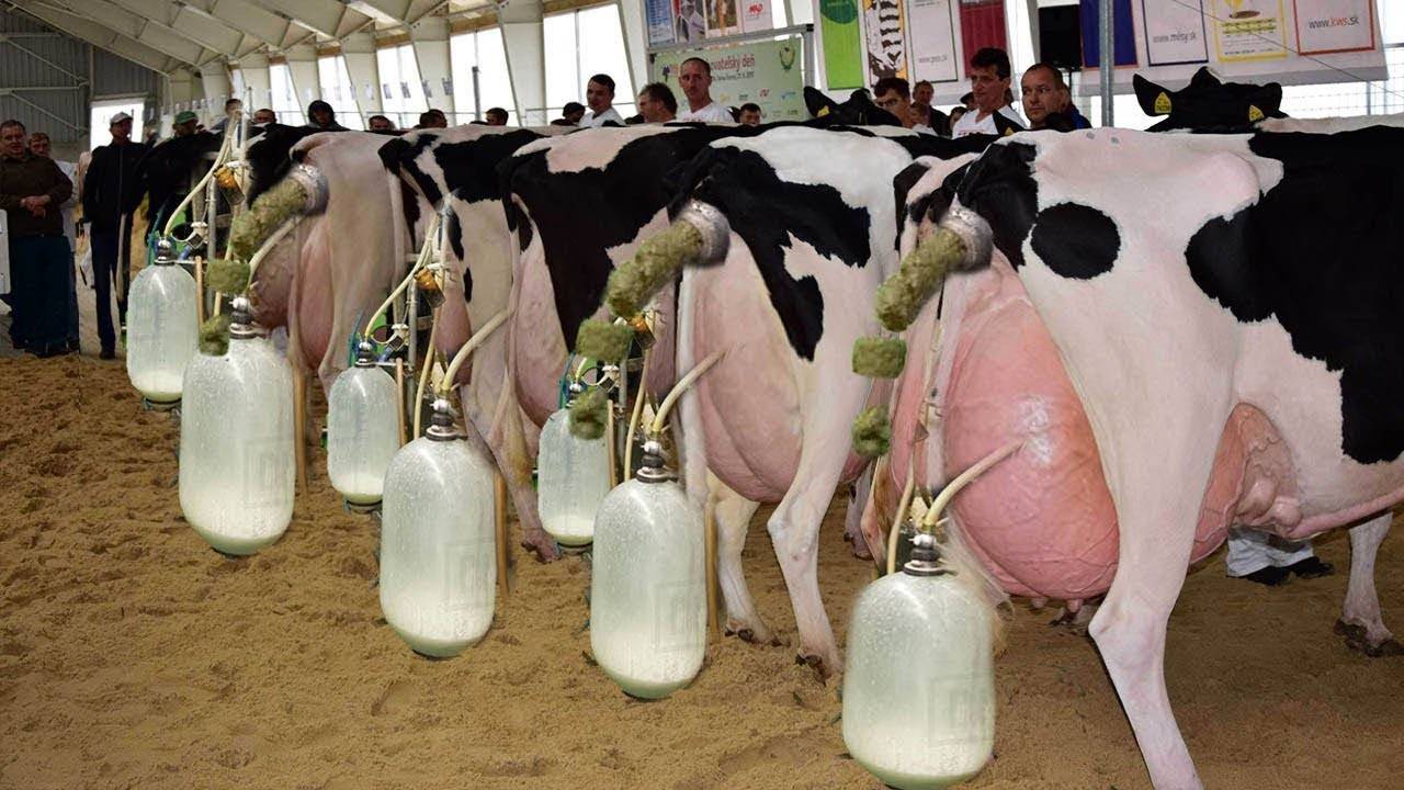 Dairy Farming: Newly Launched Milking Machine Milk Two Cows In Just 8 Mins