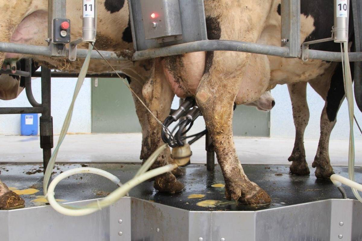 Milking Machine for representation purpose