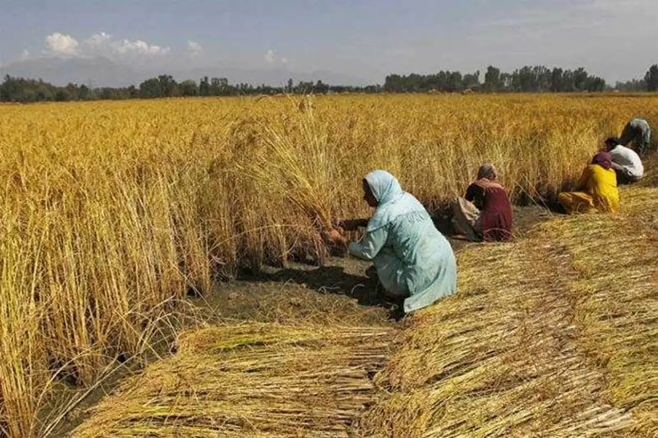 Haryana Farmers Receive MSP For 14 Crops Thanks to the Meri Fasal-Mera Byora e-Procurement Portal