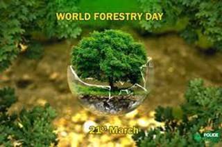 International Day of Forests Quiz