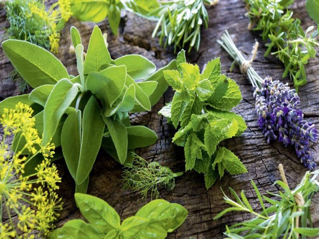 Medicinal Plants with high therapeutic value