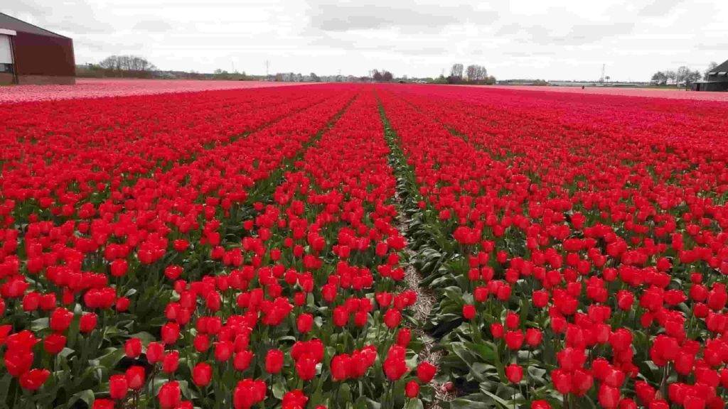 A Beautiful Rose Farm