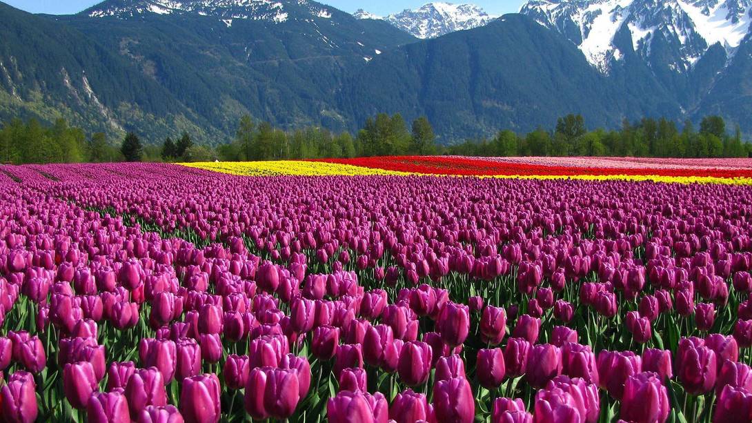 Tulip Garden, Kashmir