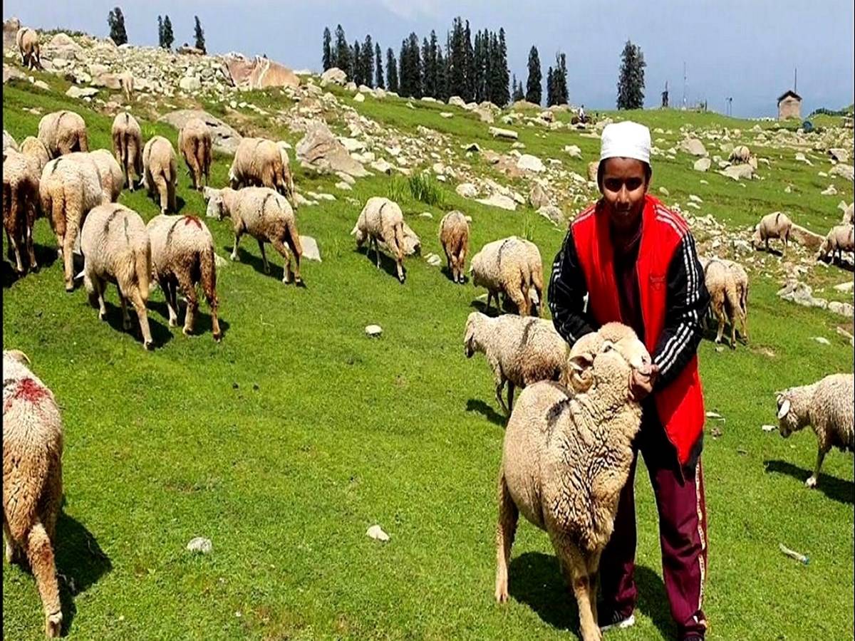 Integrating Sheep Development Scheme to Give Boost to Animal Husbandry  Sector in J&K
