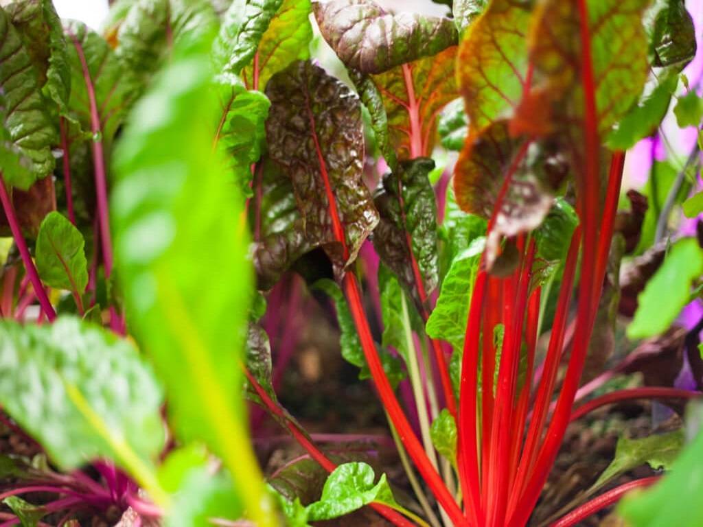 Swiss Chard Cultivation