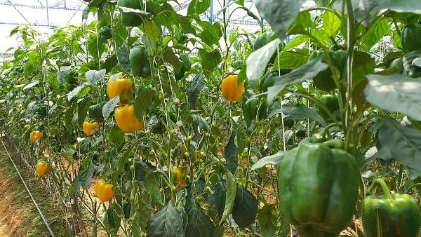 Capsicum Cultivation