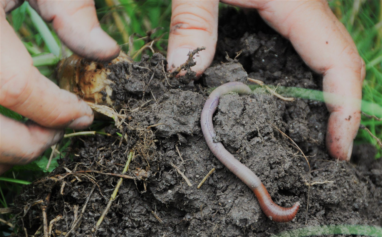 Earthworm- Farmers' Friends