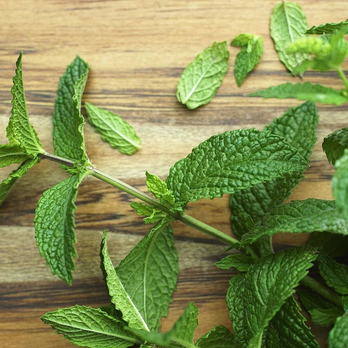 Mint leaves are effective in aiding digestion