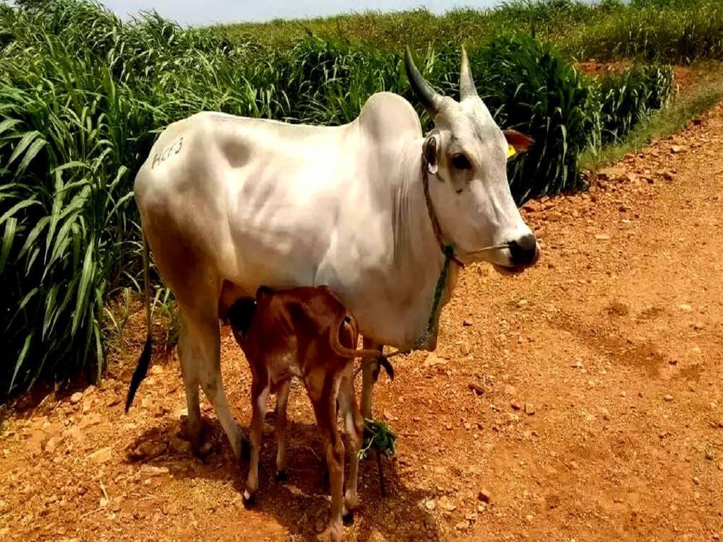 The Kangayam cattle breed is noted for its performance in farming, VUTRC assistant professor Dr. U Lakshmikantan told