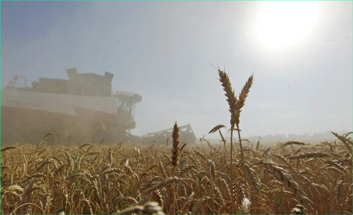 Picture of a Ukrainian Wheat Field