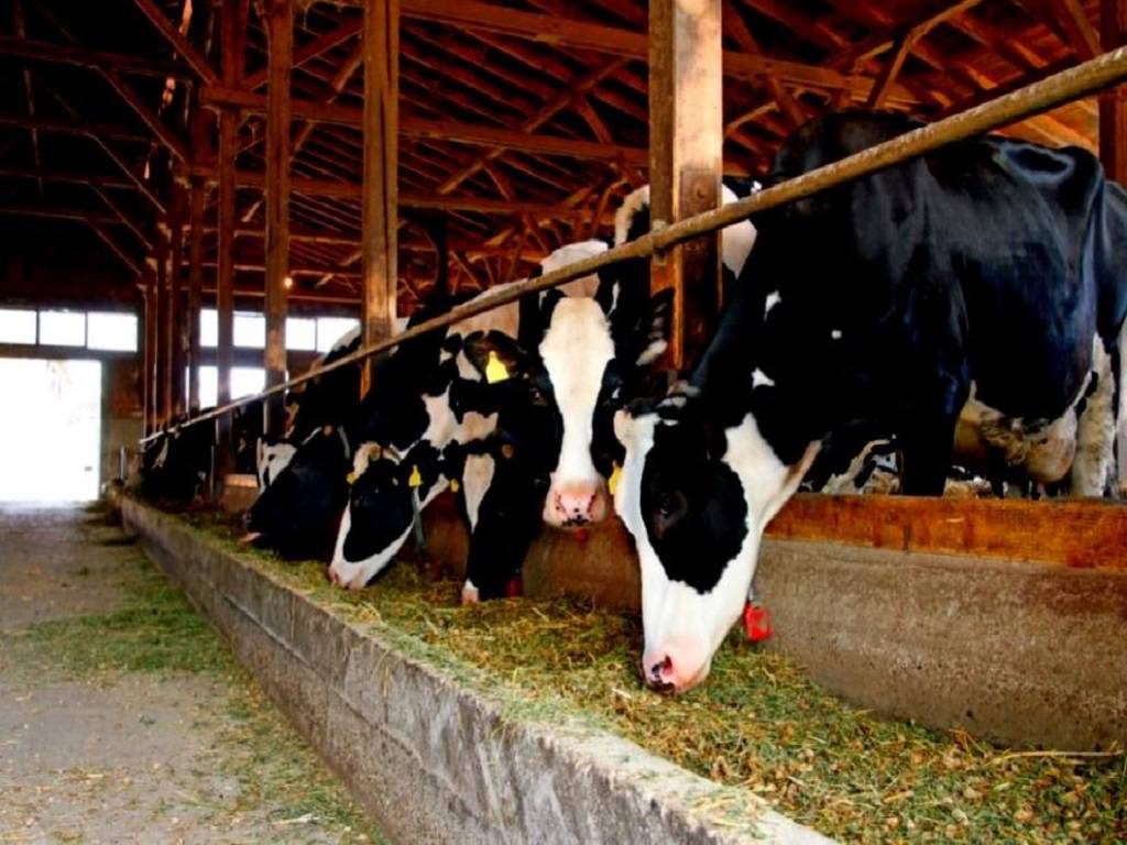 Around 1,500-tonne feed for farm animals and poultry will be generated from the center in a year and supplied to farmers