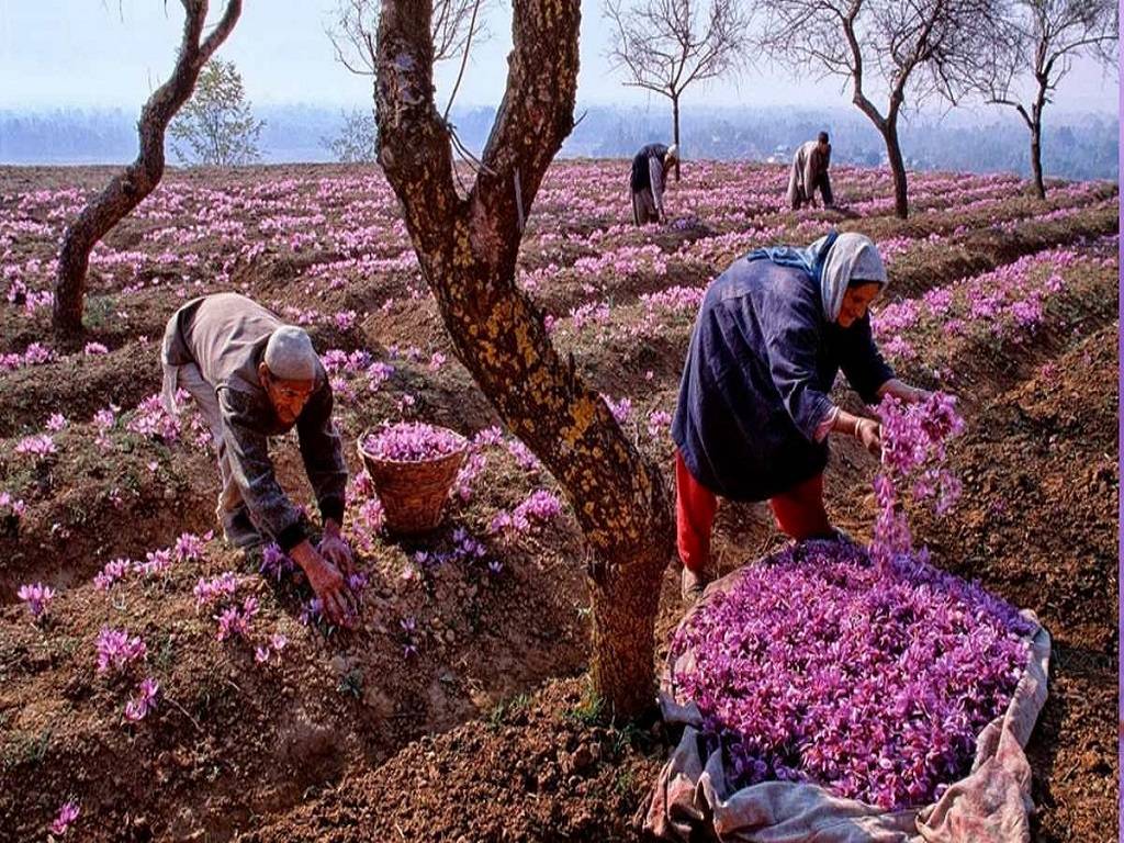 Saffron output has grown in recent years owing to timely rainfall, and the trend is projected to continue in the future