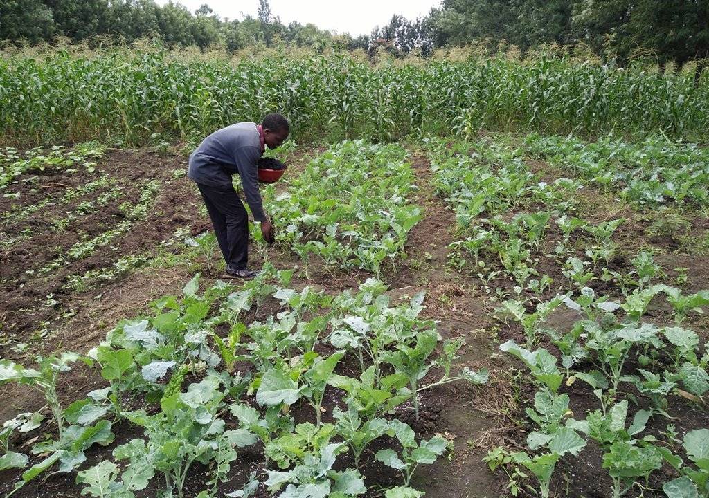 A Kenyan Farmer Sprinkling organic Fertilizer in his Field