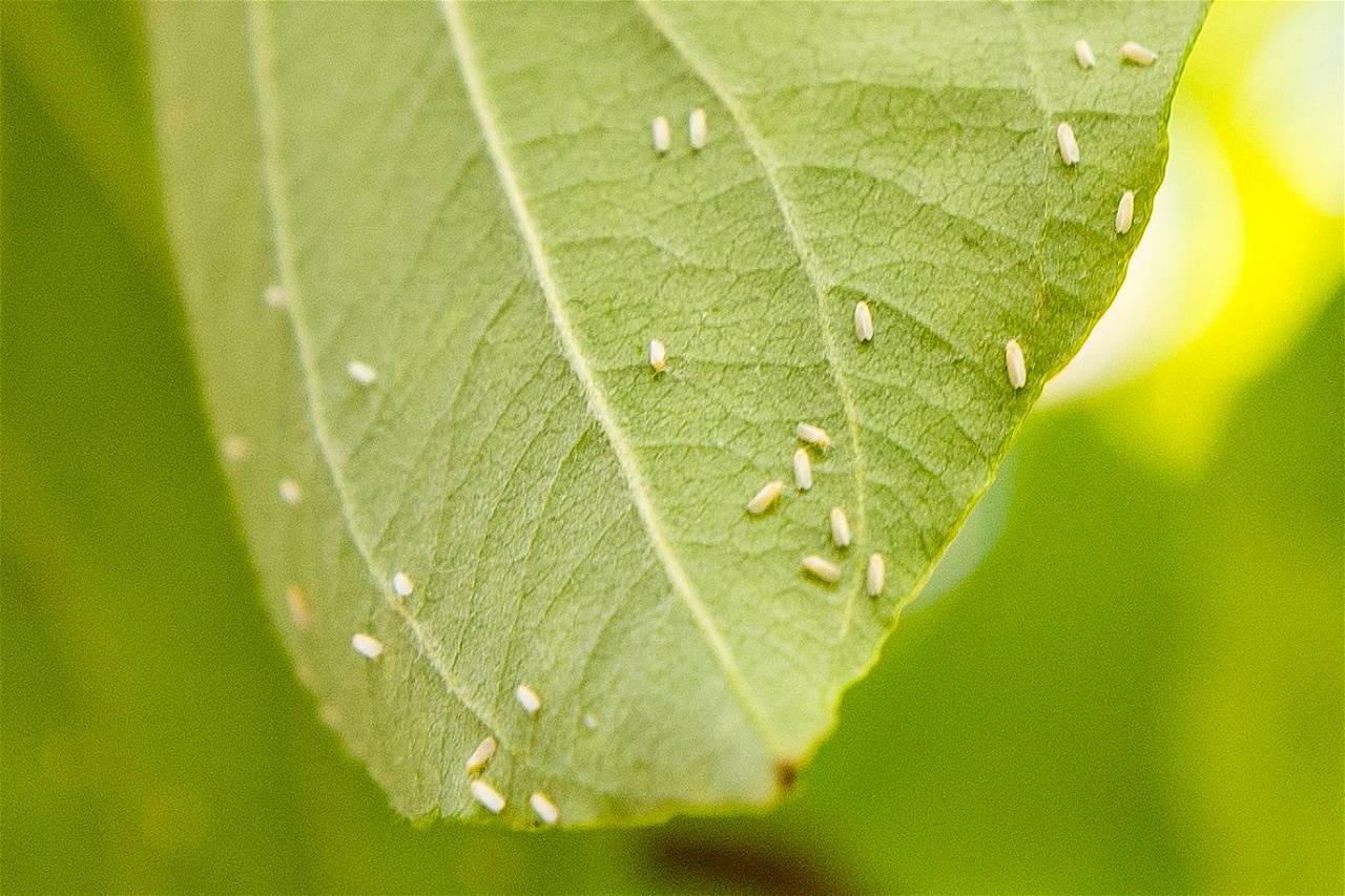 Whiteflies