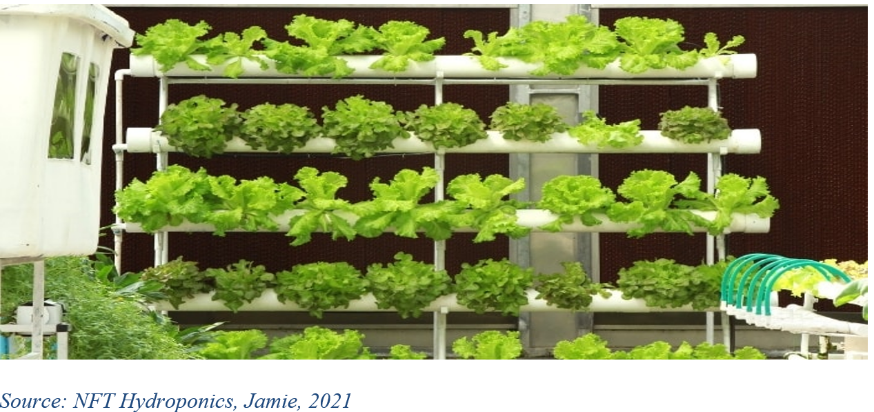 Hydroponic farming is an emerging trend in the field of agriculture