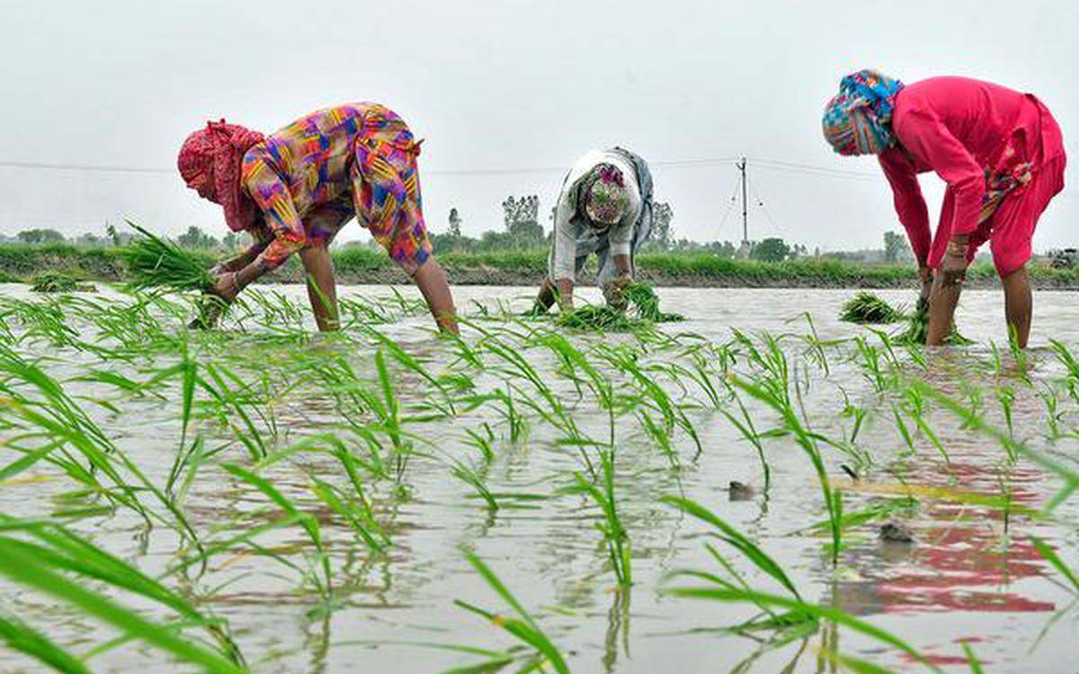 Women Farmers