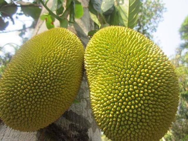Tender Jackfruit: An Organically cultivated variety which is now gaining massive popularity