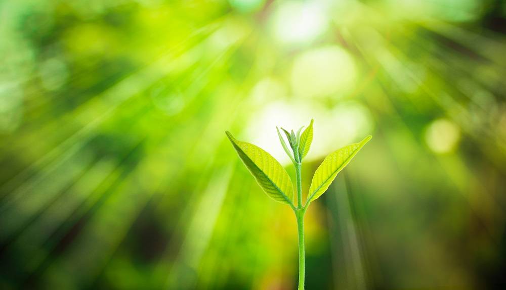 Photosynthesis in Plant