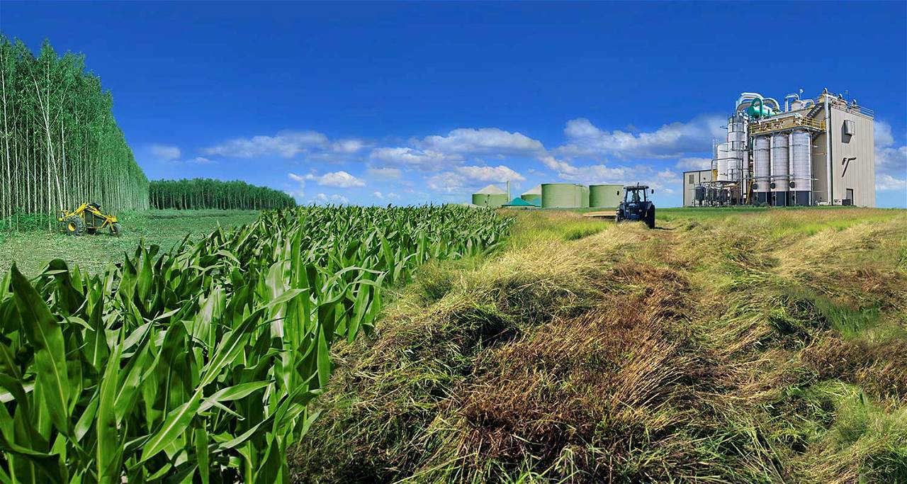 Picture of Crop Field