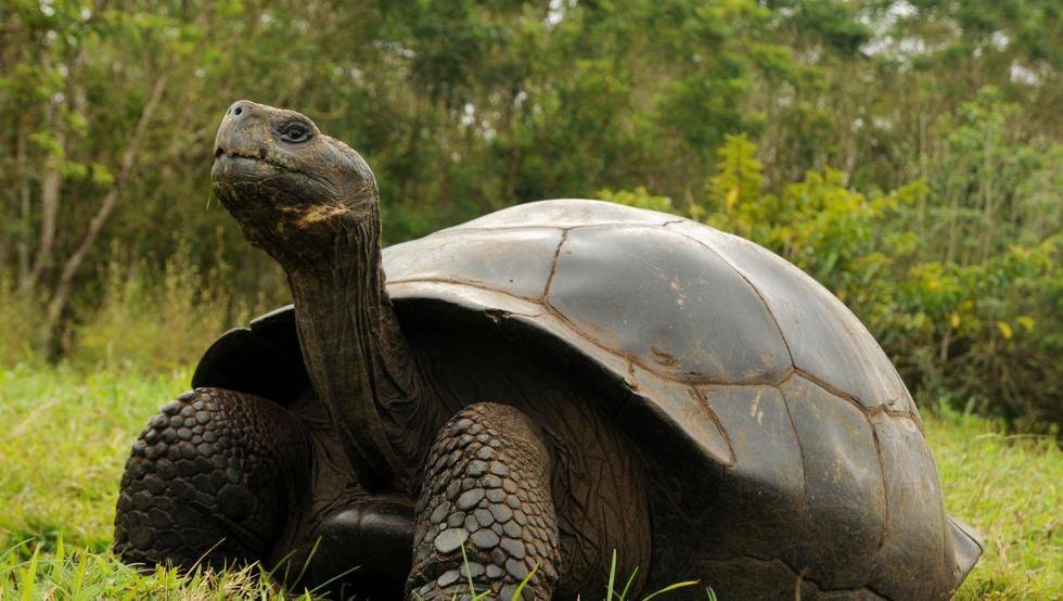 Giant Tortoise in Galapagos