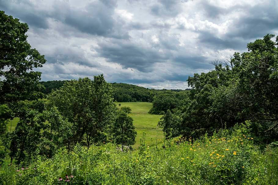 Picture of Indian Grassland