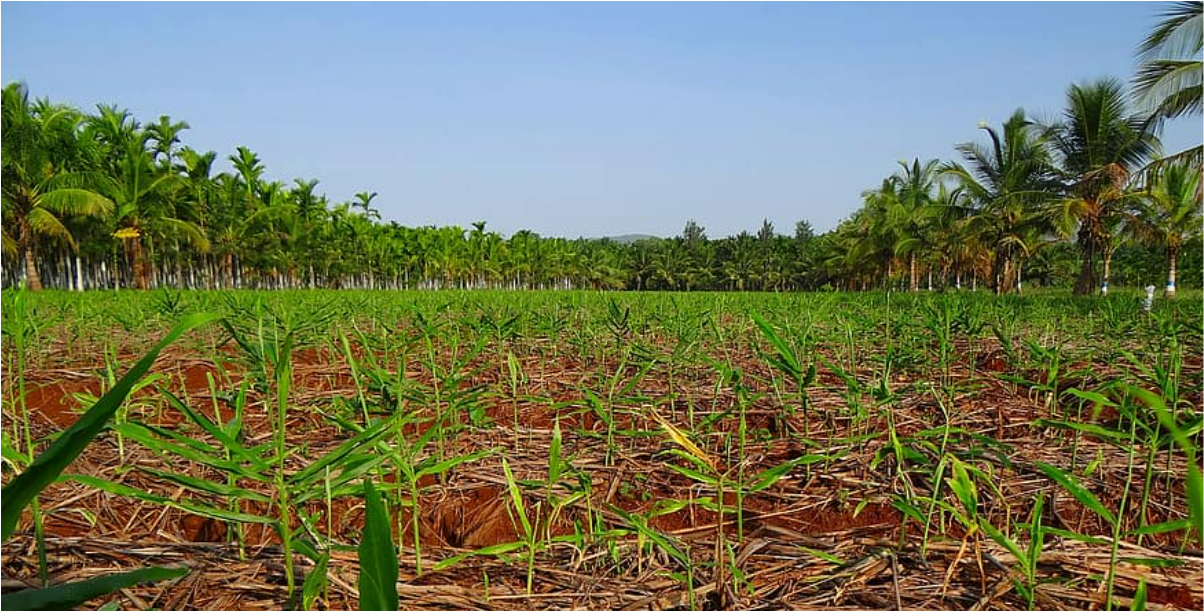 Arecanut  Cultivation