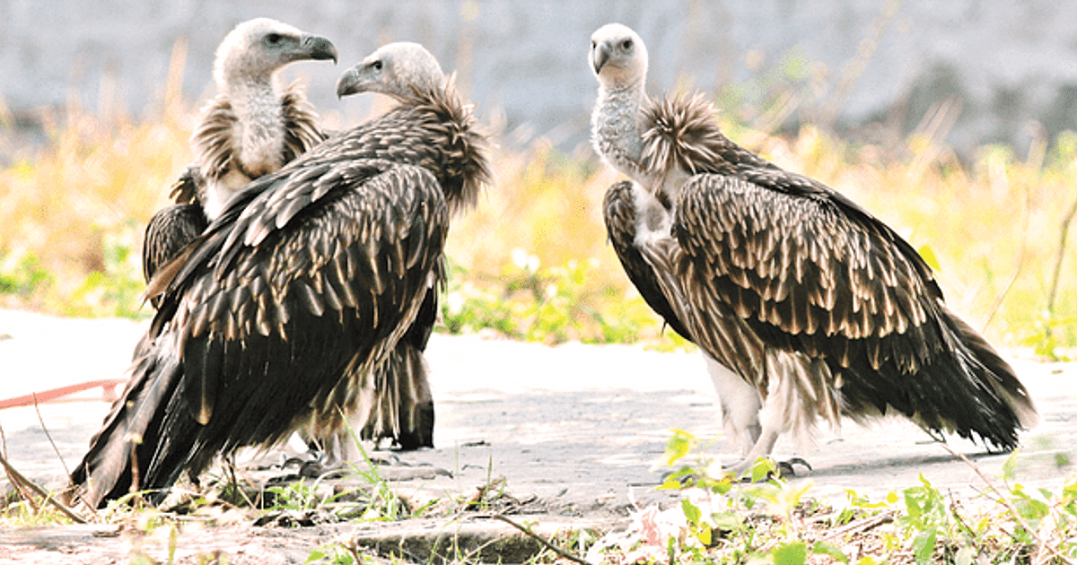 Himalayan Griffons