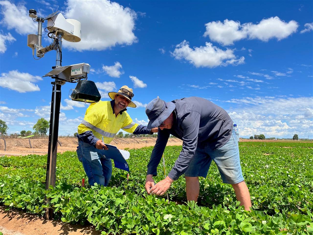 Crop Inspection