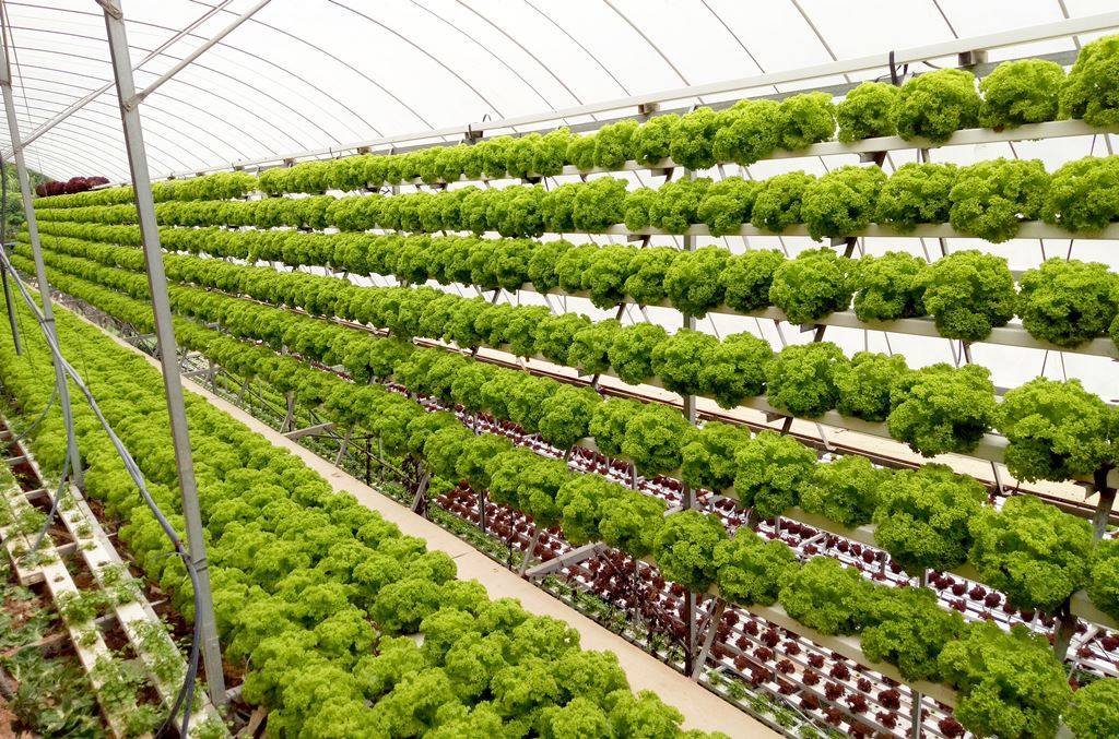 Hydroponic Farm