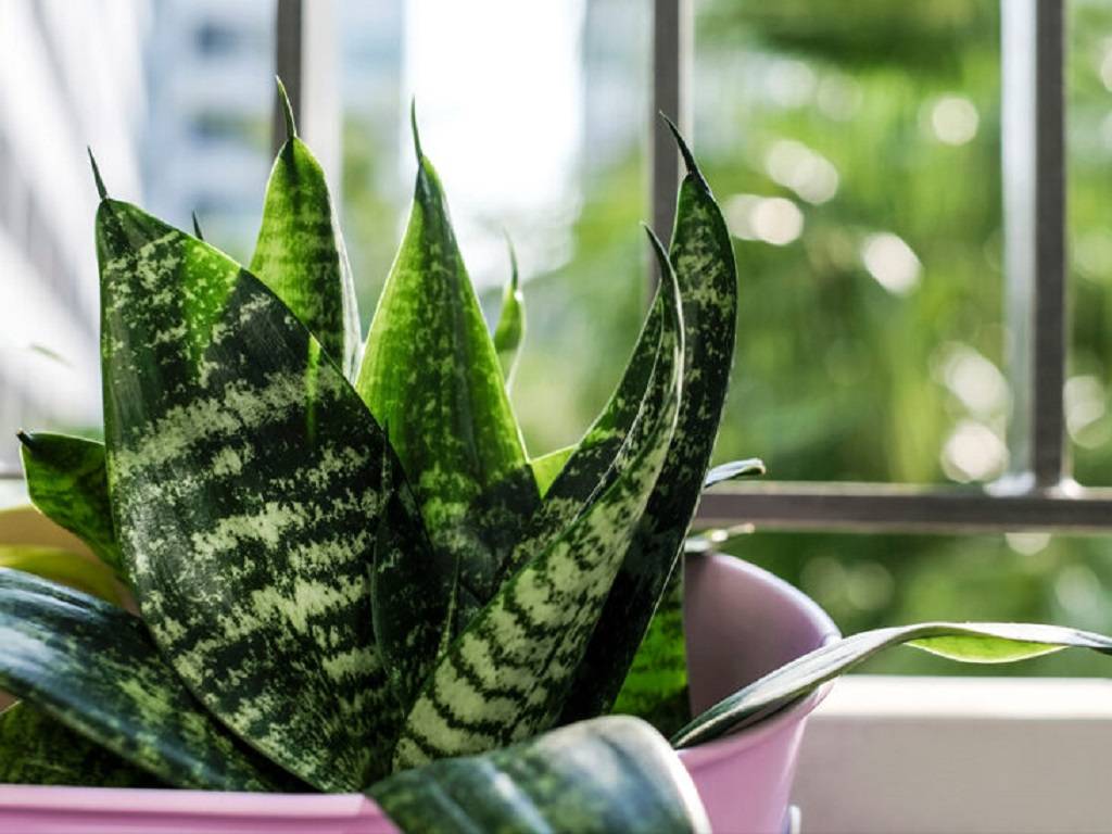 A Snake Plant Have Two Toned Leaves