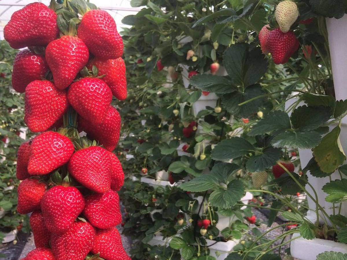 Growing Strawberries vertically