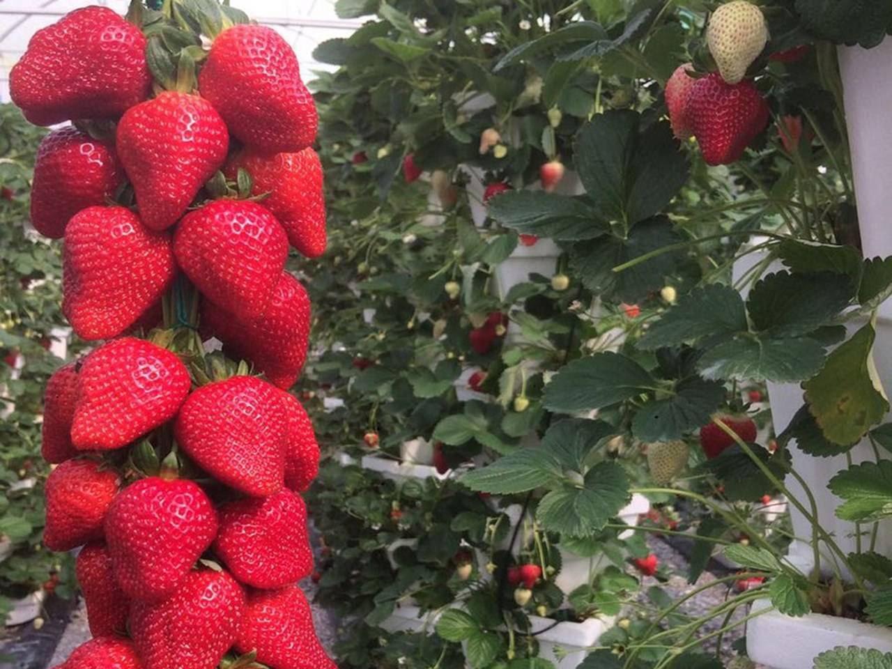 how-to-grow-strawberries-vertically-a-step-by-step-guide