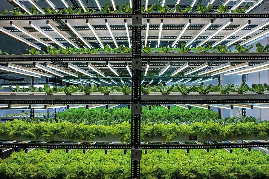 Hydroponic Farming