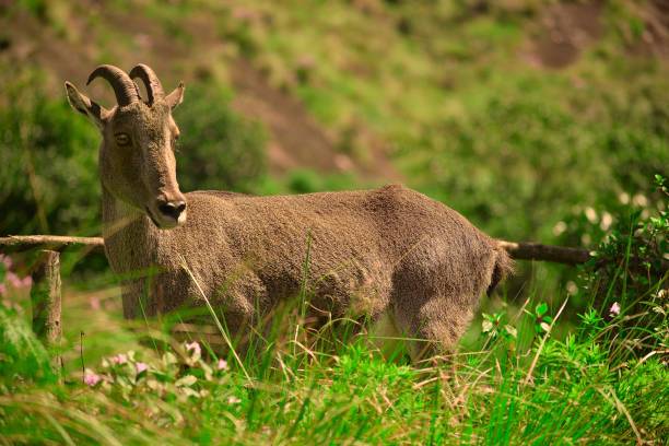 Nilgiri Tahr