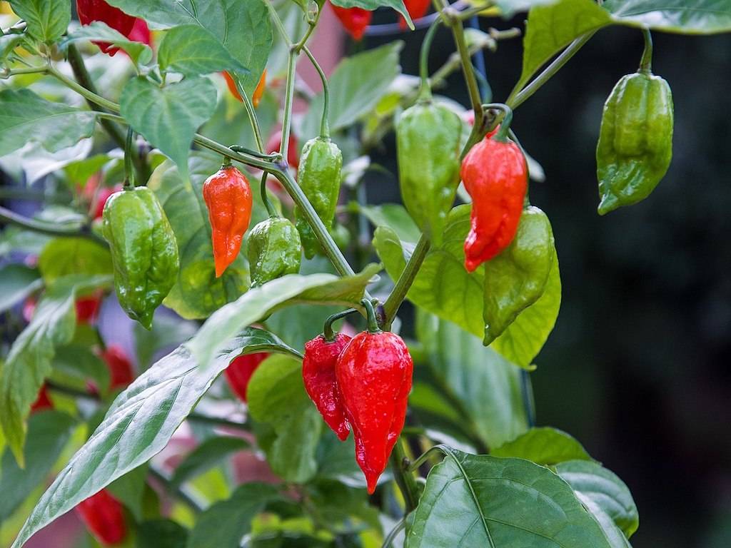 'Bhut Jolokia'