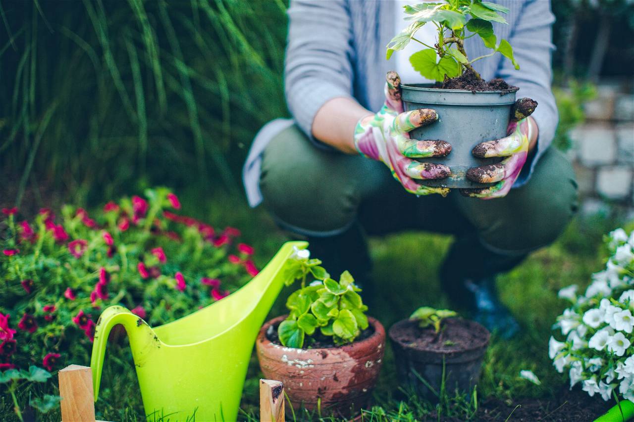 Couple in Patna take up gardening as a hobby and turn it into a profitable business.