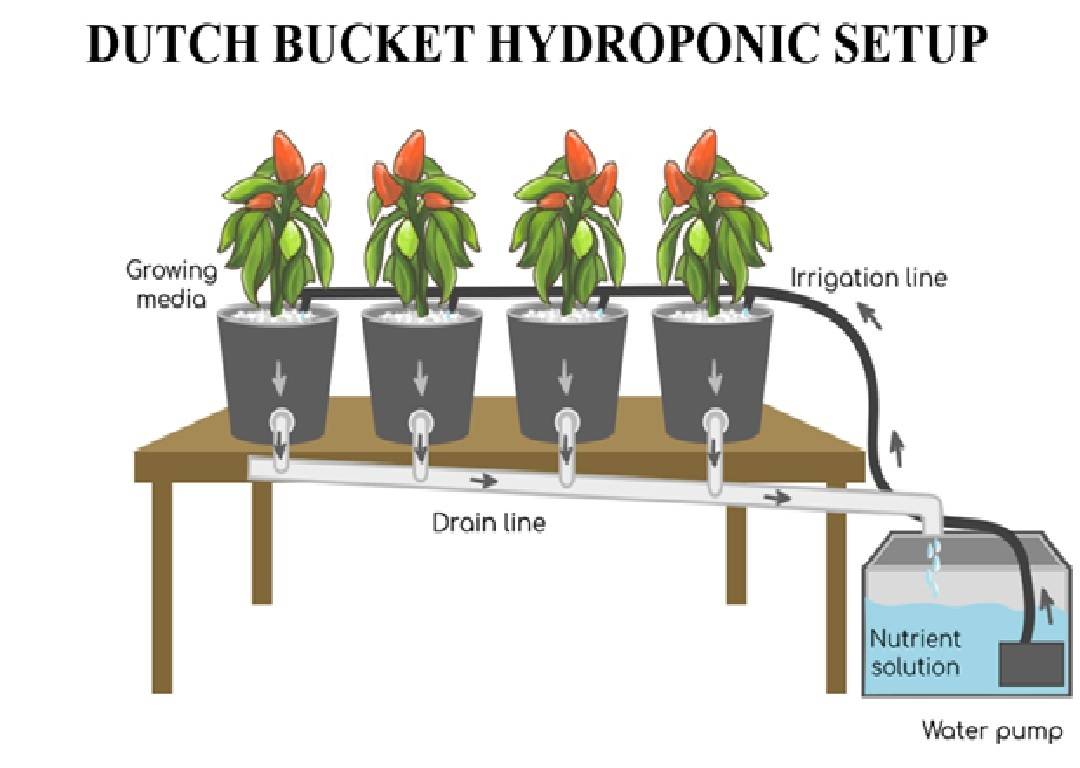 Dutch Bucket Hydroponic Setup