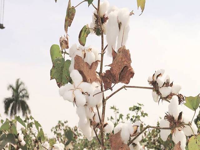 Cotton