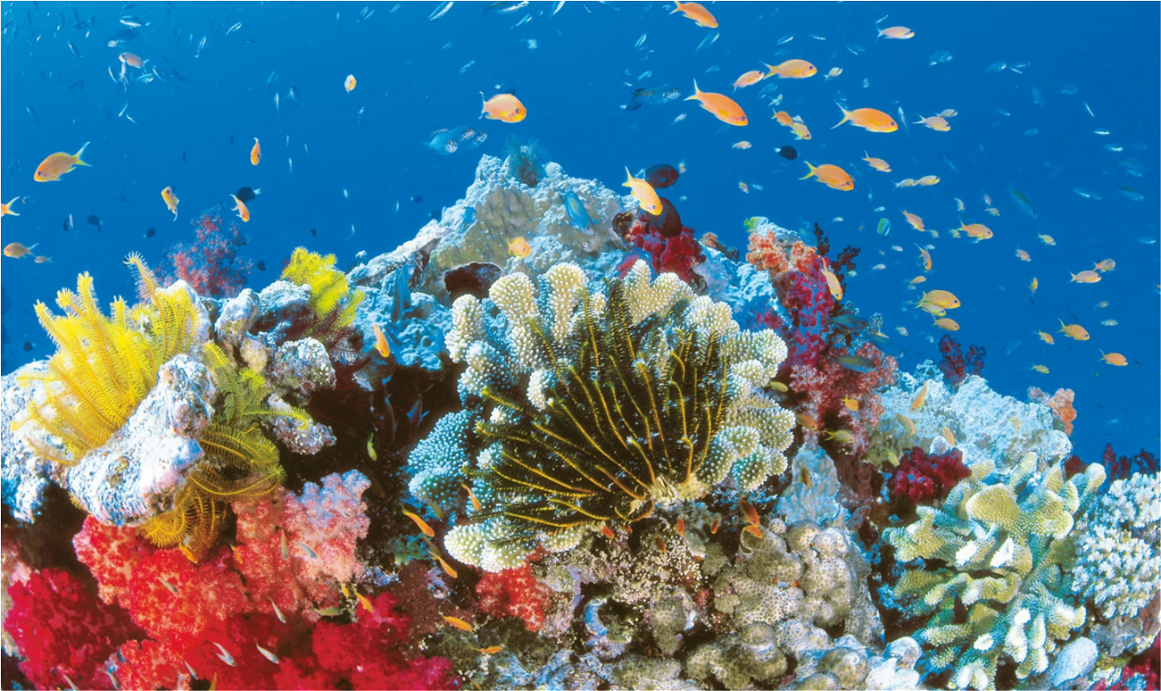 Picture of Coral Reefs